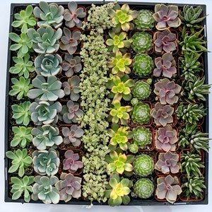 May include: A tray of assorted succulents, including green, purple, and yellow-edged varieties. The plants are arranged in small square pots, showcasing a variety of textures and shapes. A trailing succulent is in the center. The tray is black.