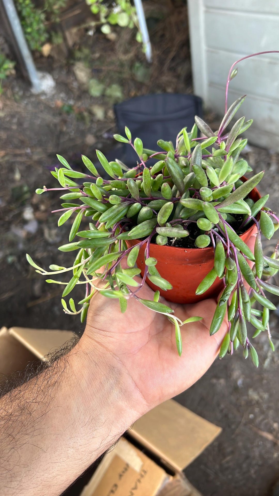String of Rubies | Ruby Necklace | Live Succulent | Trailing Houseplant ...
