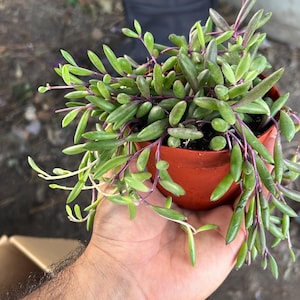 May include: A small potted succulent plant with vibrant green leaves and purple stems. The plant is in a terracotta-colored pot and is held in a person's hand. The background is blurred, suggesting an outdoor setting.