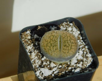 Lithops | Living Stone | Succulent | 2 inch Potted Plant