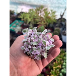 Pink Panther Plant | Tradescantia Callisia | 2”