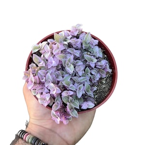 Tradescantia Callisia “Pink Panther” | Indoor Houseplant | 4 inch