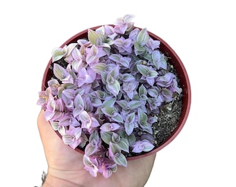 Tradescantia Callisia &#39;Pink Panther&#39; | Kamerplant voor binnen | 4 inch