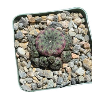 Sulcorebutia Rauschii Cactus | Unique Cluster Cactus in 4” Pot