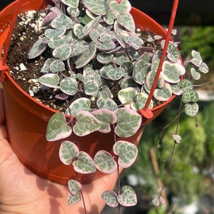 Variegated String of Hearts | Ceropegia woodii | Hanging Houseplants | 6 inch hanging pot