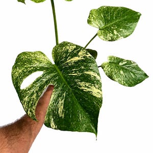 Monstera bulbasaur tissue culture - Etsy 日本