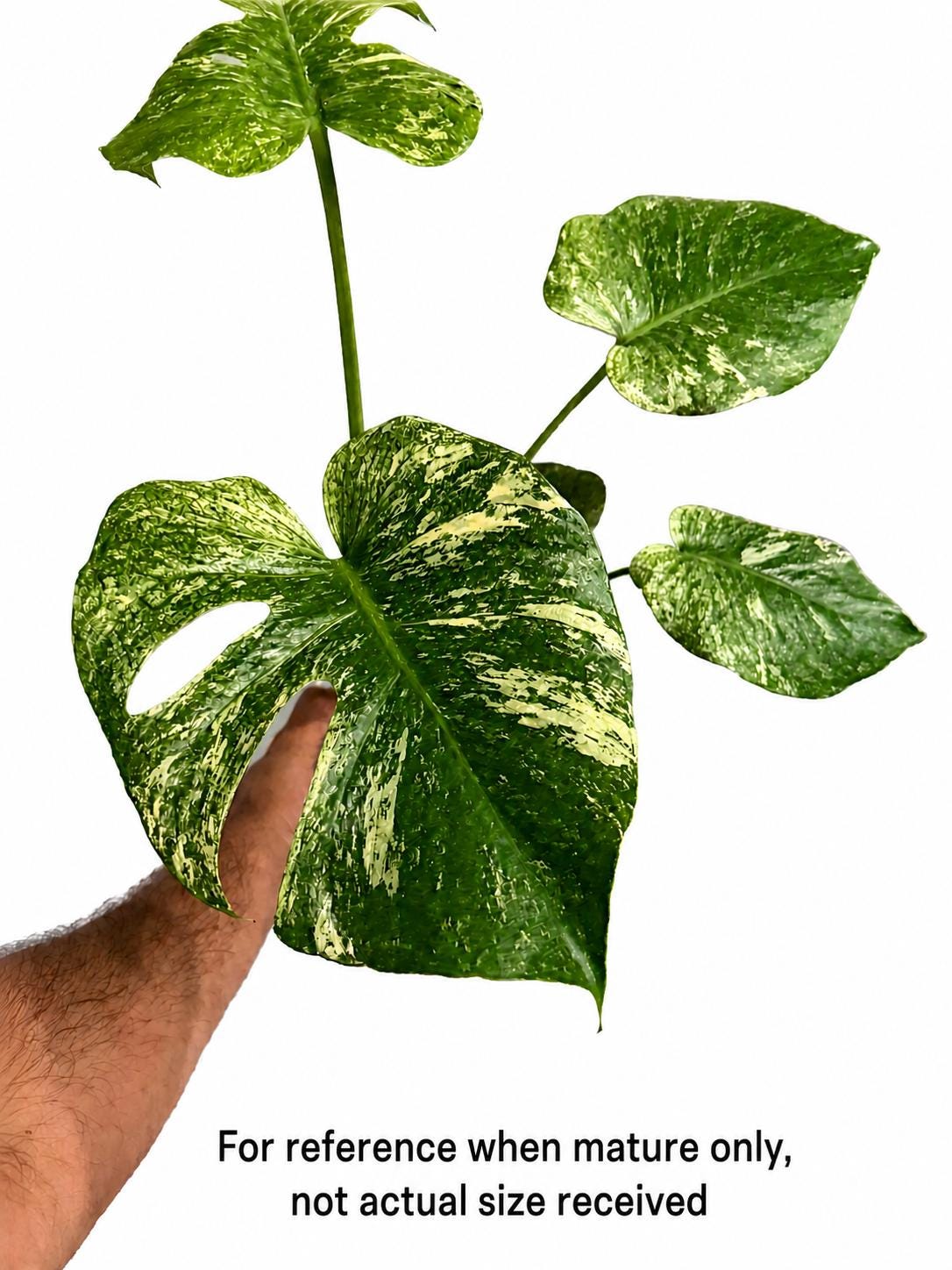 Monstera bulbasaur tissue culture - Etsy 日本