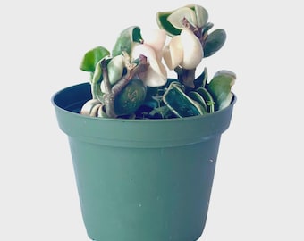 Variegated Hoya Hindu Rope 4” – Rare Hoya Carnosa Compacta Variegata | Curling Rope Plant | Easy Care Indoor Plant | Gifts on SALE