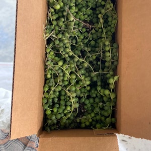 May include: A cardboard box filled with String of Pearls succulents. The plants have small, round, green, bead-like leaves that cascade down. The box is open, revealing the plants inside. The overall color palette is green and brown.