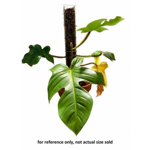 Philodendron Squamiferum - Etsy