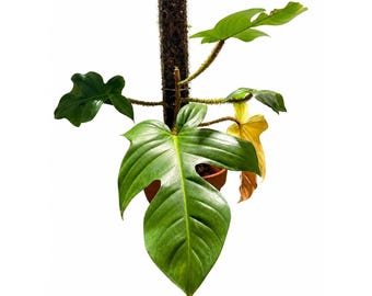 reflexa plant Pleomele: Dracaena reflexa - 14 inch pot main image 1