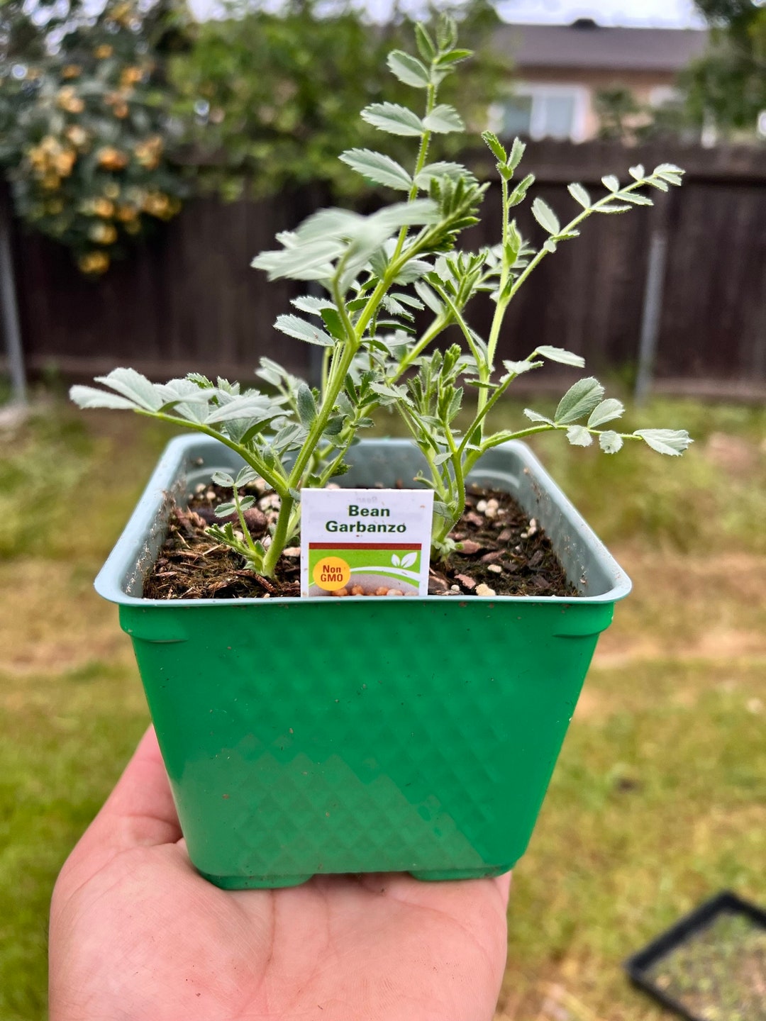 Garbanzo Bean Plants Live Vegetable Plants Easy Plants for Etsy