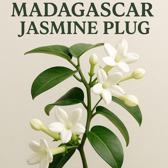 Madagascar Jasmine Plug | Stephanotis Floribunda Starter Plant - Etsy