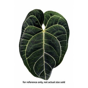 Anthurium Crystallinum X Regale - Etsy