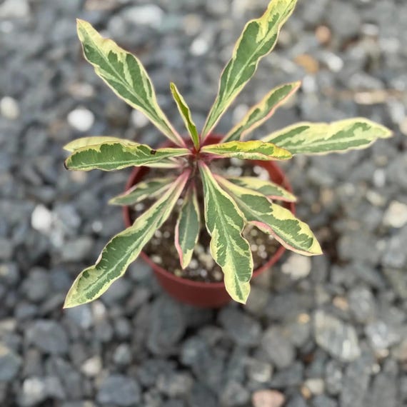bio-saatgut wo kaufen BIO Saatgut Selbstversorger-Box  Biogartenladen