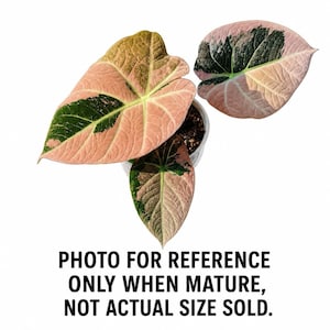 Alocasia cuprea pink - Etsy 日本