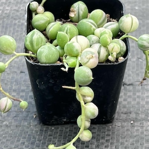 Variegated String of Pearls – Rare Succulent in 2” Pot | Colorful Trailing Plant