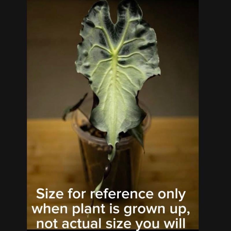 Alocasia venom - Etsy 日本