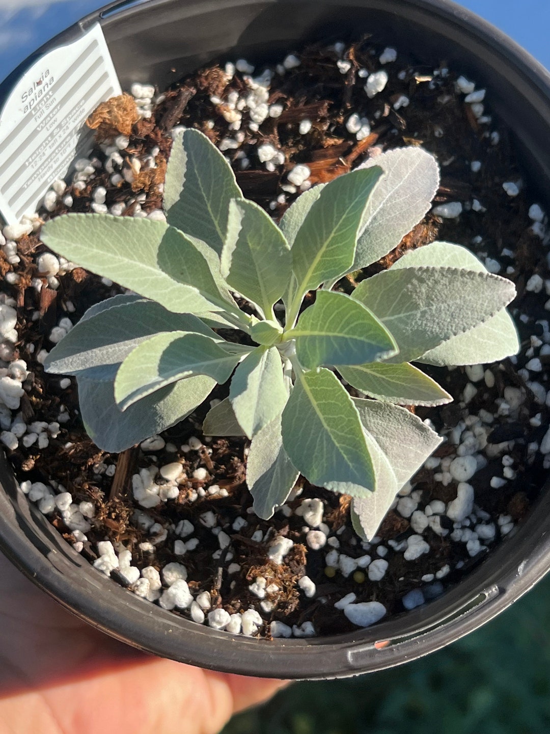 White Sage Plant Sacred Live Herbs Grow Your Own White Sage 1 Gallon Pot Etsy