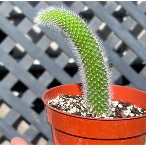 Cactus Cola de Mono - Planta viva - Cactus colgante inusual con tallos peludos - Suculenta de fácil cuidado - Planta de interior de moda para los amantes de los cactus - 10 cm
