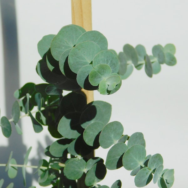 Live Eucalyptus Plant Etsy