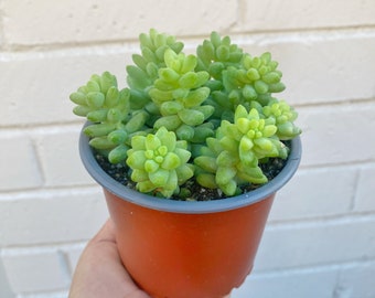 Ezelsstaart | Burrostaart | Sedum-morganianum | 4 inch kweekpot | Levend vetplant | Kamerplant | Cadeaus | Kamerplant