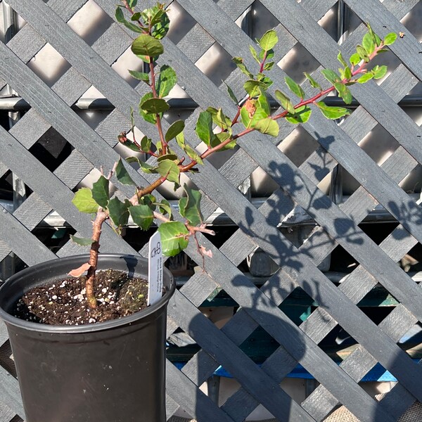 California Native Plants Etsy