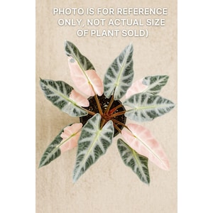 Weefselkweekplant Alocasia roze bambino | Zeldzame mini-alocasia | Bonte roze kamerplant starter