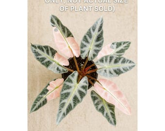 斑入りピンクアロカシア ハートバルーン - 組織培養植物 - Etsy 日本