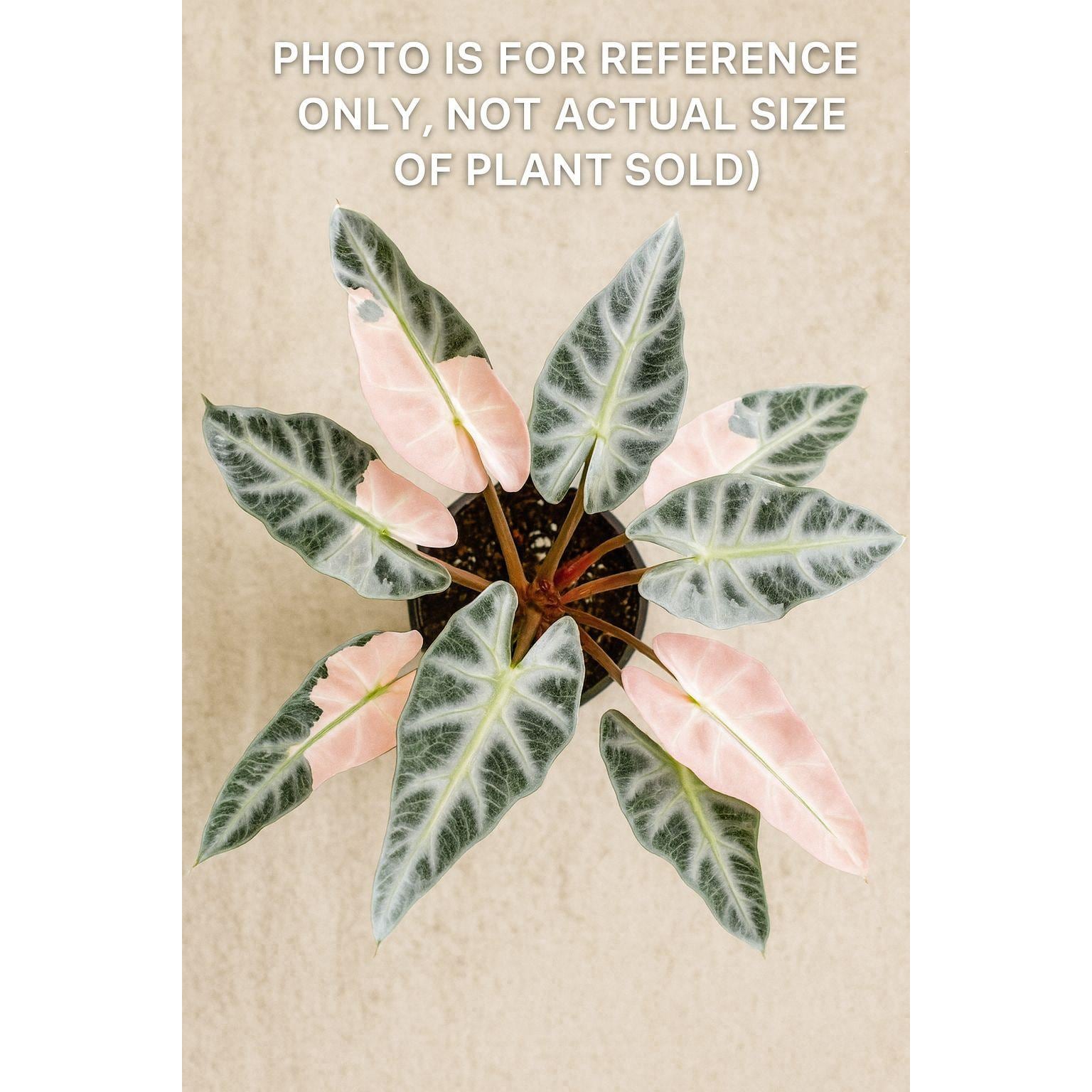 Alocasia cuprea pink - Etsy 日本