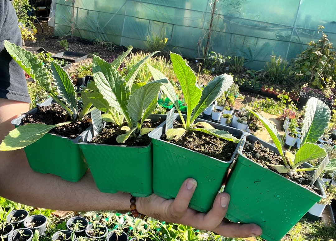 Green Globe Artichoke Plants 14 Live Vegetable Plants 4 Inch Pots Etsy