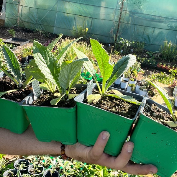 Green Globe Artichoke Plants | 1-4 Live Vegetable Plants | 4 inch pots