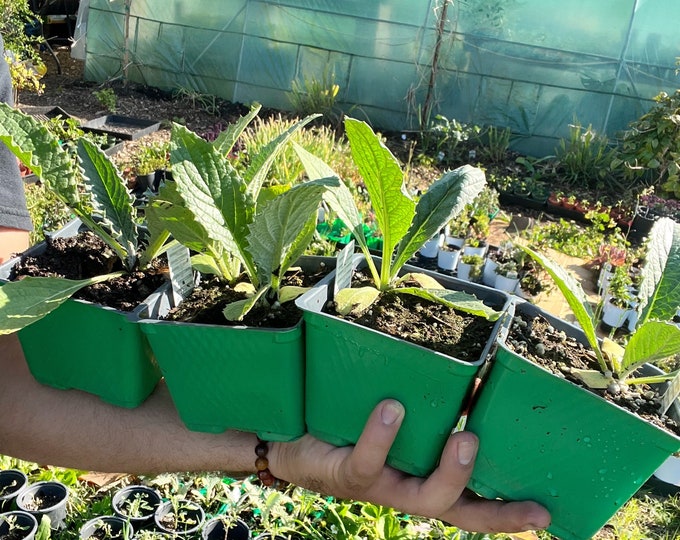 Extraordinary Live Vegetable Plants Photos