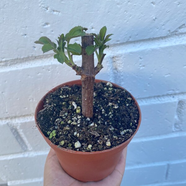 Black Elderberry | Live Plant | Grown from cutting | Sambucus Canadensis | 4 inch pot