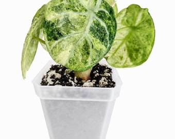 Alocasia Ninja Tricolor Gewebekultur Pflanze (TC) | Seltene bunte Alocasia Starter | Wahl des Anbauers