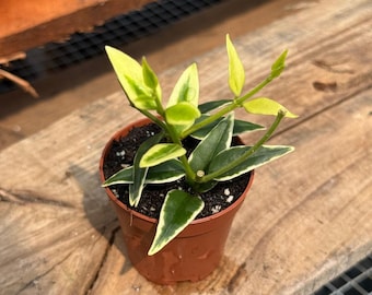 鉢花 518 Hoya bella 'AlbomarginataVariegata' Buy Hoya bella