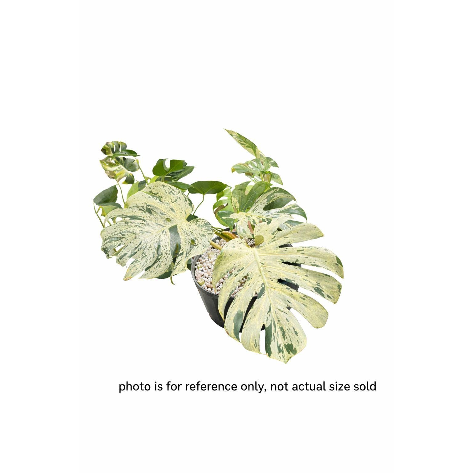 Bulbasaur monstera - Etsy 日本