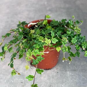 May include: A small, potted plant with vibrant green leaves. The plant is in a terracotta-colored pot, and the leaves have a unique shape. The plant is a houseplant, adding a touch of nature to any indoor space.