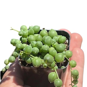 String of Pearls Senecio Rowleyanus in 2 Inch Pot - Delicate Cascading Succulent for Garden Decor
