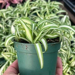 Variegated Spider Plant| Pet Safe Tropical Houseplants | 4” pot