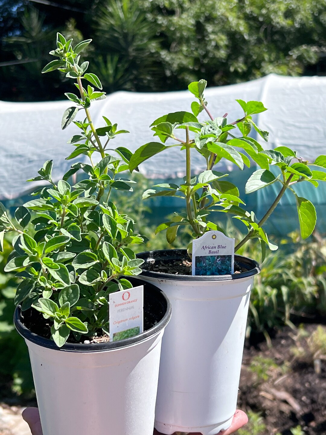 Basil and Oregano Plant Bundle 2 Live Herbs African Blue Basil and
