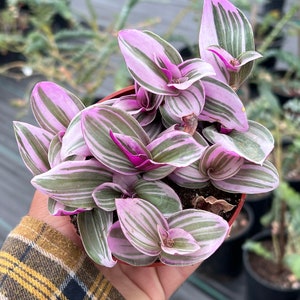Tradescantia Nanouk Zimmerpflanze (10-cm-Topfpflanze, Lila Blattpflanze für Wohnkulturbedarf)