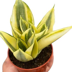 Sansevieria hahnii - Etsy sterreich