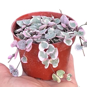 Brokig hjärtslinga | Inomhusväxt med vinrankor | Hem och trädgård | 10 cm