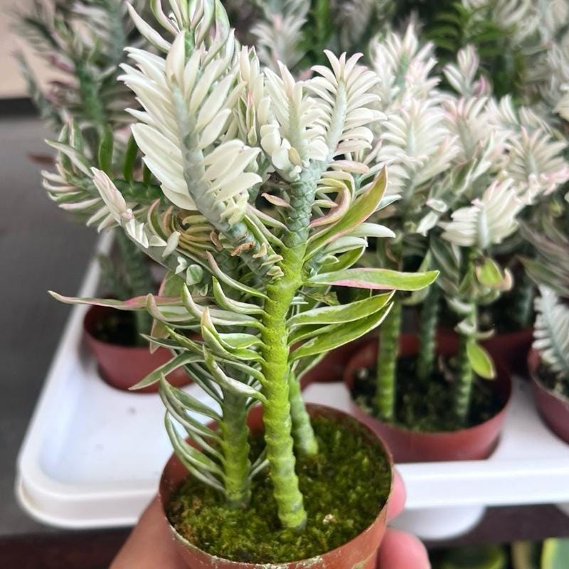Euphorbia Abdelkuri 999F | Plantes Rares - Foto 6