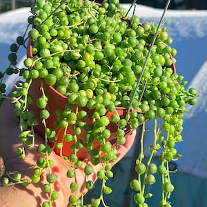 String of Pearls | White Pot | Trailing Succulents with hanging vines | Healthy Plants | Pot 6 inch diameter | Hanging Pot