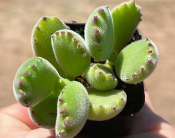 Berenpootvetplant | Zaadlobben tomentosa | 2 inch pot | Levende vetplanten | Kamerplanten | Kamerplant