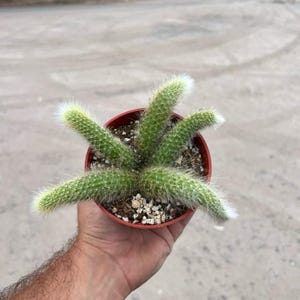 Op de afbeelding: Een kleine cactus in een bruine pot, met meerdere groene, cilindrische stengels en witte, donzige uiteinden. De plant wordt door een persoon vastgehouden. De achtergrond is een vage, lichtgrijze ondergrond. De pot bevat aarde en kleine steentjes.