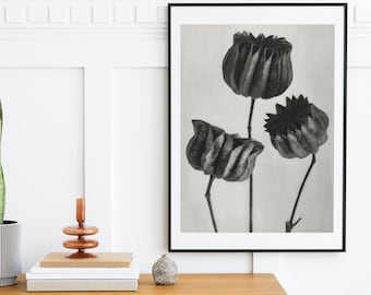 Botanical Photography Art Print - Plant Art Decor - Wildflower Prints - Botanical Poster - Black Art Print - Modern Minimalist - Nature Art