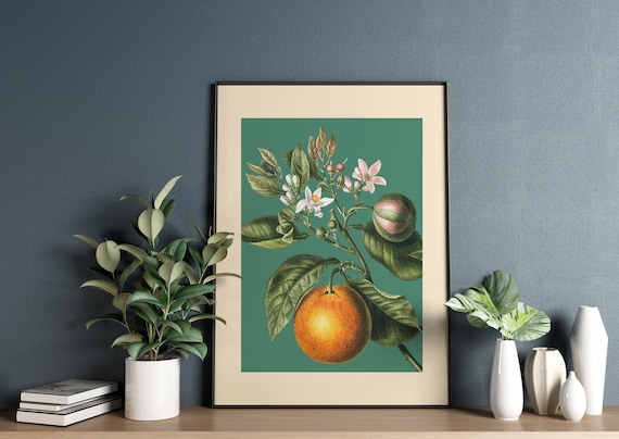 Orange Blossom Flower Art Print Botanical Illustration | Etsy